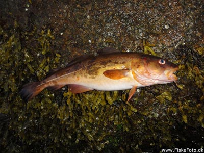 Torsk (Gadus morhua) Fanget ved spinnefiskeri. En fin og meget rødlig torsk.
Denne torsk blev hjemtaget. Østjylland, Århus Havn (Havn / mole) torskefiskeri, blink, pilk, ophænger, blæksprutteforfang, nytårstorsk