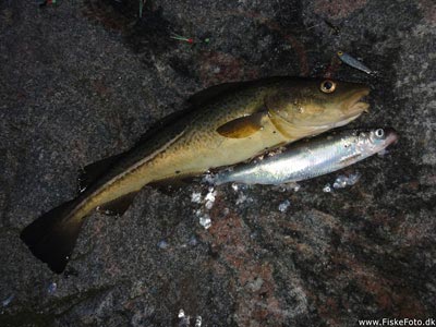 Torsk (Gadus morhua) Fanget ved spinnefiskeri. Turens største torsk.
Denne torsk blev hjemtaget. Østjylland, Århus Havn (Havn / mole) torskefiskeri, blink, pilk, ophænger, blæksprutteforfang, nytårstorsk