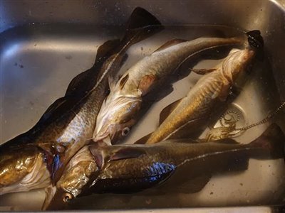 Torsk (Gadus morhua) Fanget ved spinnefiskeri. 4 stk fine stege Torsk kom med hjem.

Denne torsk blev hjemtaget. Østjylland, Fredericia Havn (Havn / mole) torskefiskeri, blink, pilk, ophænger, blæksprutteforfang, nytårstorsk