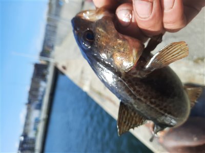 Torsk (Gadus morhua) Fanget ved spinnefiskeri. 
Denne torsk blev genudsat. Østjylland, Århus Havn (Havn / mole) torskefiskeri, blink, pilk, ophænger, blæksprutteforfang, nytårstorsk