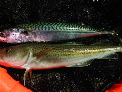 Torsk (Gadus morhua) Fanget ved spinnefiskeri. 
Denne torsk blev hjemtaget. Østjylland, Århus Havn (Havn / mole) torskefiskeri, blink, pilk, ophænger, blæksprutteforfang, nytårstorsk