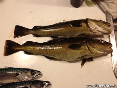 Torsk (Gadus morhua) Fanget ved spinnefiskeri. Aftnens første torsk, der huggede på kort line. Østjylland, Århus Havn (Havn / mole) torskefiskeri, blink, pilk, ophænger, blæksprutteforfang, nytårstorsk