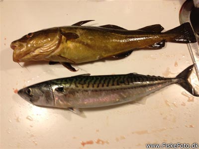 Torsk (Gadus morhua) Fanget ved spinnefiskeri. 
Denne torsk blev hjemtaget. Østjylland, Århus Havn (Havn / mole) torskefiskeri, blink, pilk, ophænger, blæksprutteforfang, nytårstorsk