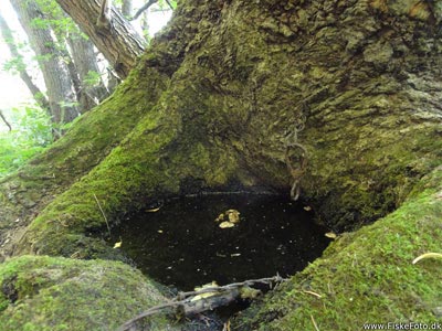 Træets rødder havde dannet en lille sø. Bemærk også hegnstråden som er groet ind i træet.