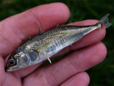 Trepigget hundestejle (Gasterosteus aculeatus) Fanget ved medefiskeri.  Vestjylland, Nissum fjord (Fjord) hundestejlefiskeri, pigge, regnorm