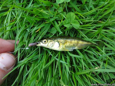 Trepigget hundestejle (Gasterosteus aculeatus) Fanget ved medefiskeri. Årets 17. art.
Denne fisk blev genudsat. Østjylland, dam i Århus (Sø / mose) hundestejlefiskeri, pigge, regnorm