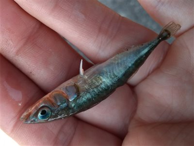 Trepigget hundestejle (Gasterosteus aculeatus) Fanget ved medefiskeri.  Bornholm, (sted ikke oplyst) (Havn / mole) hundestejlefiskeri, pigge, regnorm