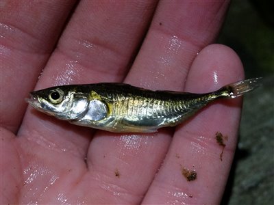 Trepigget hundestejle (Gasterosteus aculeatus) Fanget ved medefiskeri.  Østjylland, Lillebælt (Kyst) hundestejlefiskeri, pigge, regnorm