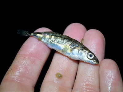Trepigget hundestejle (Gasterosteus aculeatus) Fanget ved medefiskeri.  Østjylland, (sted ikke oplyst) (Sø / mose) hundestejlefiskeri, pigge, regnorm