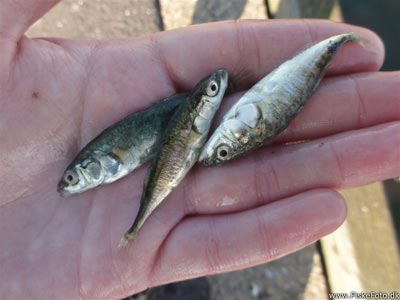 Trepigget hundestejle (Gasterosteus aculeatus) Fanget ved medefiskeri. 
Denne trepigget hundestejle blev genudsat. Vestjylland, Hvide Sande (Havn / mole) hundestejlefiskeri, pigge, regnorm
