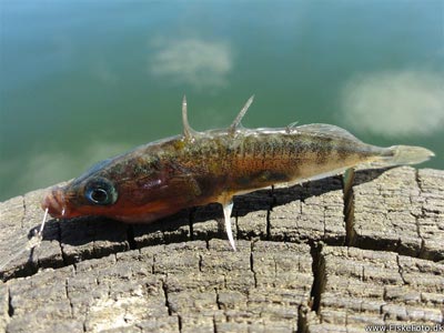 Trepigget hundestejle (Gasterosteus aculeatus) Fanget ved medefiskeri. En trepigget hundestejle i gydedragt. Lolland Falster, Guldborg havn (Havn / mole) hundestejlefiskeri, pigge, regnorm