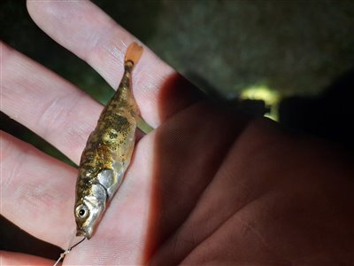 Trepigget hundestejle (Gasterosteus aculeatus) Fanget ved medefiskeri. 
Denne trepigget hundestejle blev genudsat. Østjylland, (sted ikke oplyst) (Sø / mose) hundestejlefiskeri, pigge, regnorm