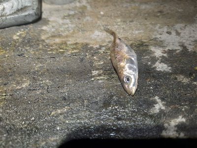 Trepigget hundestejle (Gasterosteus aculeatus) Fanget ved medefiskeri. 
Denne trepigget hundestejle blev genudsat. Østjylland, (sted ikke oplyst) (Havn / mole) hundestejlefiskeri, pigge, regnorm