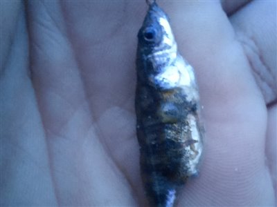 Trepigget hundestejle (Gasterosteus aculeatus) Fanget ved medefiskeri. Årets første fisk 
Denne trepigget hundestejle blev genudsat. Østjylland, (sted ikke oplyst) (Kyst) hundestejlefiskeri, pigge, regnorm