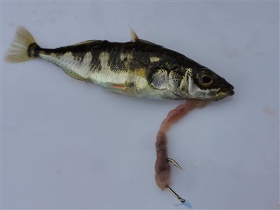 Trepigget hundestejle (Gasterosteus aculeatus) Fanget ved medefiskeri. En trepigget fætter! Østjylland, Ørnsø Fiskesø (Put & Take) hundestejlefiskeri, pigge, regnorm