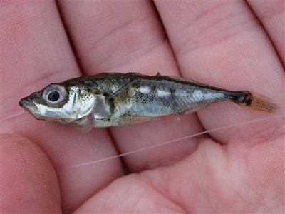Trepigget hundestejle (Gasterosteus aculeatus) Fanget ved medefiskeri.  Østjylland, (sted ikke oplyst) (Put & Take) hundestejlefiskeri, pigge, regnorm