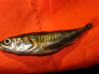 Trepigget hundestejle (Gasterosteus aculeatus) Fanget ved medefiskeri. En god trepigget hundestejle på næsten 8 cm. Vestjylland, Stauning Havn (Havn / mole) hundestejlefiskeri, pigge, regnorm