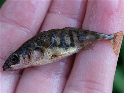 Trepigget hundestejle (Gasterosteus aculeatus) Fanget ved medefiskeri. Doggy! Østjylland, Gudenåen (Å / bæk) hundestejlefiskeri, pigge, regnorm