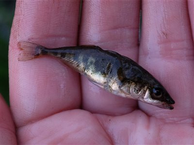 Trepigget hundestejle (Gasterosteus aculeatus) Fanget ved medefiskeri.  Østjylland, Gudenåen (Å / bæk) hundestejlefiskeri, pigge, regnorm