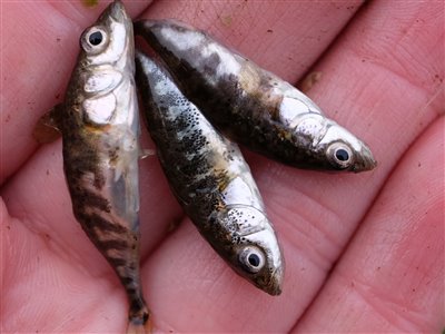 Trepigget hundestejle (Gasterosteus aculeatus) Fanget ved medefiskeri. Tre trepiggede hundestejler ... Østjylland, Gudenåen (Å / bæk) hundestejlefiskeri, pigge, regnorm