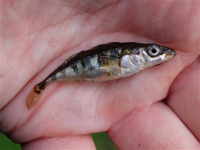 Trepigget hundestejle (Gasterosteus aculeatus) Fanget ved medefiskeri.  Østjylland, (sted ikke oplyst) (Put & Take) hundestejlefiskeri, pigge, regnorm