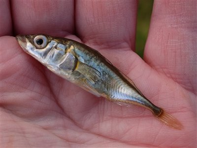 Trepigget hundestejle (Gasterosteus aculeatus) Fanget ved medefiskeri.  Vestjylland, Nissum fjord (Fjord) hundestejlefiskeri, pigge, regnorm