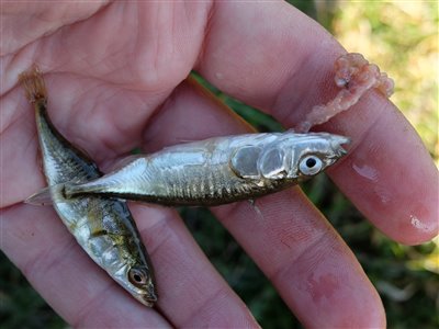 Trepigget hundestejle (Gasterosteus aculeatus) Fanget ved medefiskeri. To trepiggede hundestejler på et stykke orm, det er efterhånden en klassiker. Vestjylland, Nissum fjord (Fjord) hundestejlefiskeri, pigge, regnorm