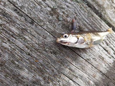 Trepigget hundestejle (Gasterosteus aculeatus) Fanget ved medefiskeri. Denne trepigget hundestejle blev genudsat. Vestjylland, (sted ikke oplyst) (Havn / mole) hundestejlefiskeri, pigge, regnorm