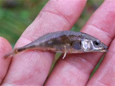 Trepigget hundestejle (Gasterosteus aculeatus) Fanget ved medefiskeri.  Østjylland, (sted ikke oplyst) (Å / bæk) hundestejlefiskeri, pigge, regnorm