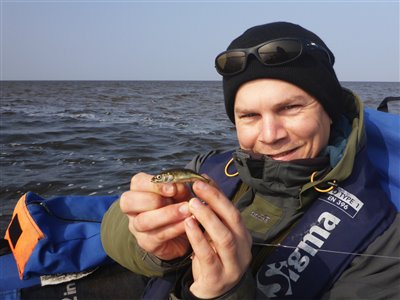 Trepigget hundestejle (Gasterosteus aculeatus) Fanget ved medefiskeri.  Vestjylland, Stauning Havn (Havn / mole) hundestejlefiskeri, pigge, regnorm