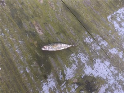 Trepigget hundestejle (Gasterosteus aculeatus) Fanget ved spinnefiskeri. Fejlkroget gennem øjnene. Østjylland, Tjele Langsø (Sø / mose) hundestejlefiskeri, pigge, regnorm