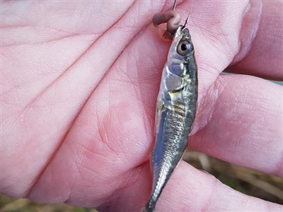 Trepigget hundestejle (Gasterosteus aculeatus) Fanget ved medefiskeri. Trepigget hundestejle Vest- og Sydsjælland, Næstved kanal (Å / bæk) hundestejlefiskeri, pigge, regnorm