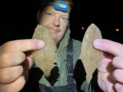 Tungehvarre (Arnoglossus laterna) Fanget ved medefiskeri.  Nordjylland, (sted ikke oplyst) (Kyst) tungehvarrefiskeri