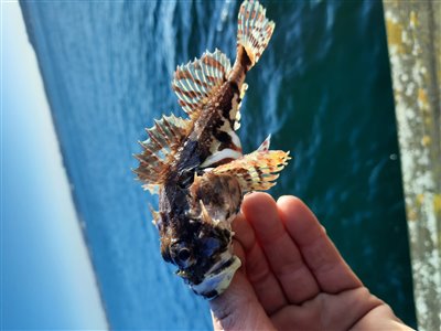 Ulk (Myoxocephalus scorpius) Fanget ved medefiskeri. 
Denne ulk blev genudsat. Østjylland, Lillebælt ved Fredericia (Havn / mole) ulkefiskeri, mole, sild, børsteorm, pigge