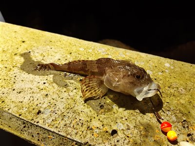 Ulk (Myoxocephalus scorpius) Fanget ved medefiskeri. 
Denne ulk blev genudsat. Østjylland, Grenaa Havn (Havn / mole) ulkefiskeri, mole, sild, børsteorm, pigge