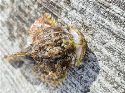 Ulk (Myoxocephalus scorpius) Fanget ved medefiskeri. 
Denne ulk blev genudsat.
Dette er min første ulk. Nordsjælland, Helsingør havn (Havn / mole) ulkefiskeri, mole, sild, børsteorm, pigge