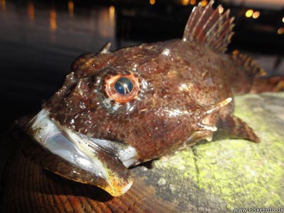 Ulk (Myoxocephalus scorpius) Fanget ved medefiskeri. 
Denne ulk blev genudsat. Østjylland, Snaptun Havn (Havn / mole) ulkefiskeri, mole, sild, børsteorm, pigge