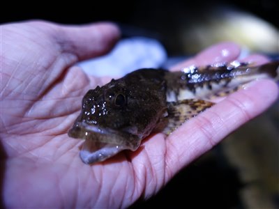 Ulk (Myoxocephalus scorpius) Fanget ved medefiskeri. 
Denne ulk blev genudsat. Østjylland, Lillebælt (Kyst) ulkefiskeri, mole, sild, børsteorm, pigge