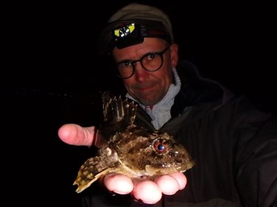 Ulk (Myoxocephalus scorpius) Fanget ved medefiskeri. 
Denne ulk blev genudsat. Østjylland, (sted ikke oplyst) (Kyst) ulkefiskeri, mole, sild, børsteorm, pigge