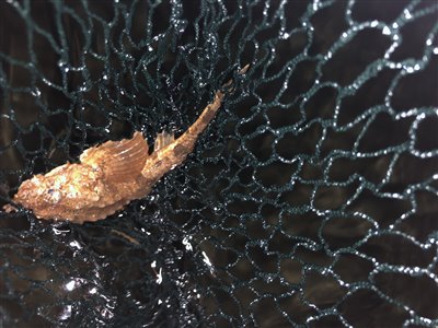 Panserulk (Agonus cataphractus) Fanget ved spinnefiskeri. 
Denne panserulk blev genudsat. Fyn og øerne, Fænø (Kyst) panserulkefiskeri, bundfisk