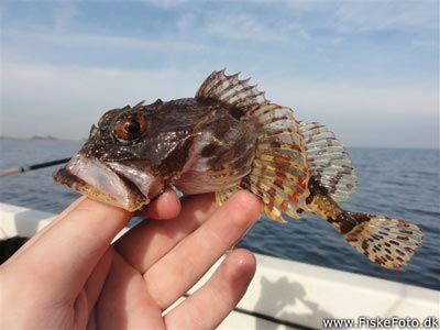 Ulk (Myoxocephalus scorpius) Fanget ved medefiskeri.  Østjylland, Båd ud for Bønnerup havn (Hav) ulkefiskeri, mole, sild, børsteorm, pigge