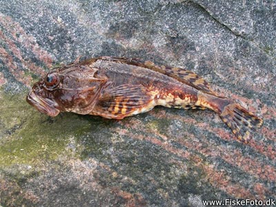 Ulk (Myoxocephalus scorpius) Fanget ved medefiskeri. Jeg hjemto denne ulk for at spise den, men da jeg fandt en byld med larver eller æg i bugen på den blev den aldrig spist. Østjylland, Århus Havn (Havn / mole) ulkefiskeri, mole, sild, børsteorm, pigge