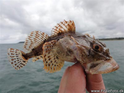 Ulk (Myoxocephalus scorpius) Fanget ved medefiskeri. Art nr 35 i år!
Denne ulk blev genudsat. Østjylland, Båd ud for Bønnerup havn (Hav) ulkefiskeri, mole, sild, børsteorm, pigge