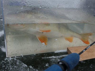 Under afkrogning og måling havde jeg de store aborrer til at ligge i vand i mit akvarie. Fiskene kan ikke tåle at være oppe i den hårde frost ret længe.
