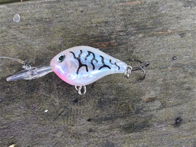 Wobleren som jeg tog den anden fisk på. Jeg tror fremover at jeg vil kalde farven for “sunshine bass farve”.