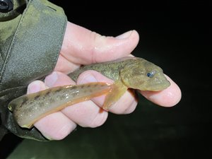 Ålekvabbe (Zoarces viviparus) - Fanget d. 21. februar 2023. ålekvabbefiskeri, ål, blåmusling