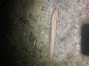 Ålekvabbe (Zoarces viviparus) - Fanget d. 20. maj 2023. ålekvabbefiskeri, ål, blåmusling