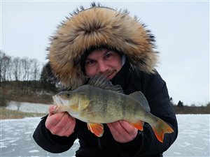 Isfiskeri - Store aborrer fra isen - 8. februar 2021