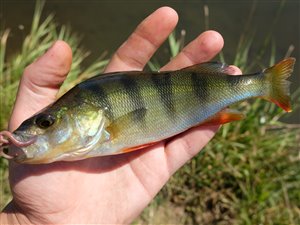 Aborre (Perca fluviatilis)  - Fanget d. 15. juli 2018.  aborrefiskeri, striber, rygfinne, regnorm, majs, spinner