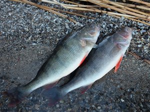 Aborre (Perca fluviatilis) - Fanget d. 28. februar 2023. aborrefiskeri, striber, rygfinne, regnorm, majs, spinner